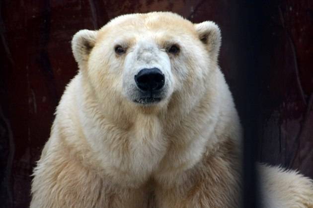 В пермском зоопарке умерла старейшая медведица в России 