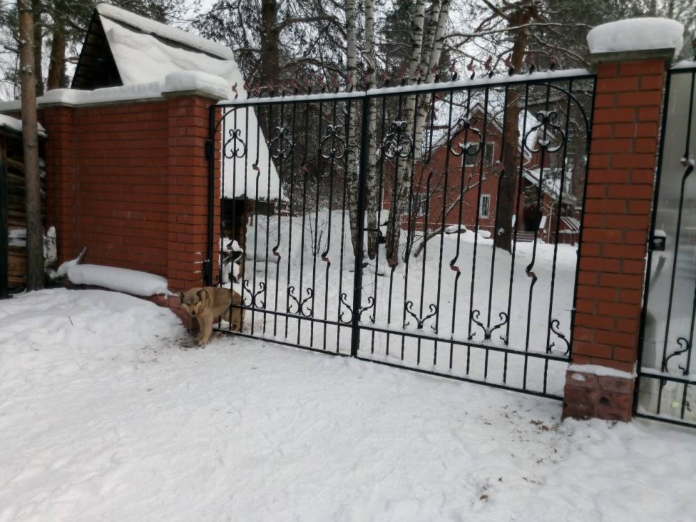 В Перми спасли собаку, застрявшую в заборе