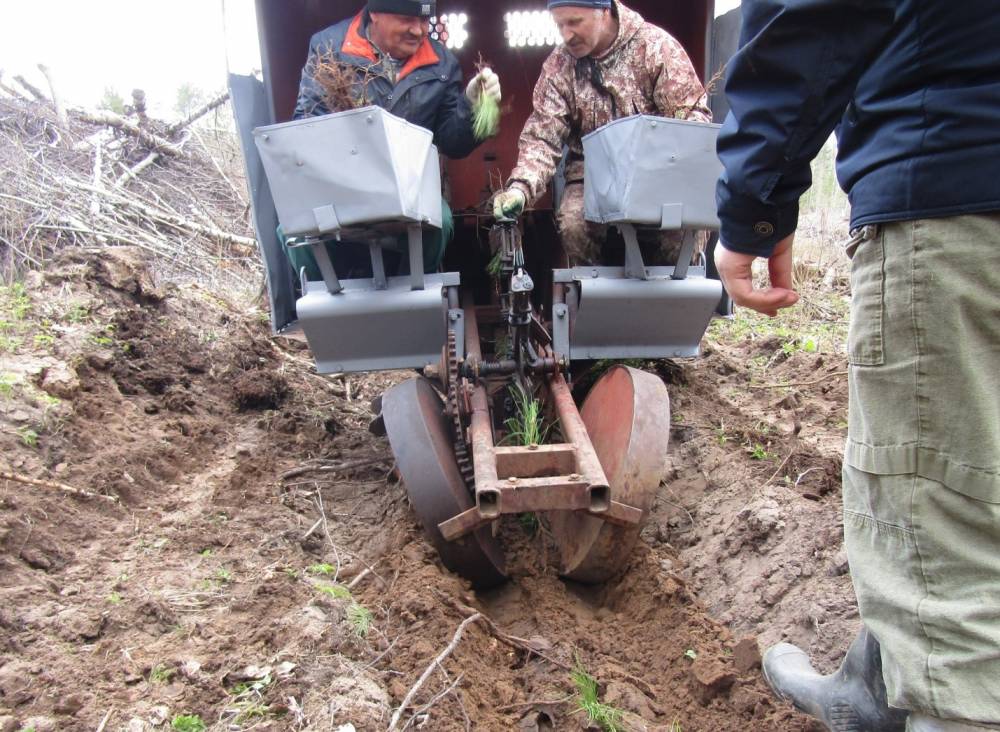 В год 20-летия «ЕвроХим» посадит 1,5 млн саженцев ели и сосны на землях Прикамья