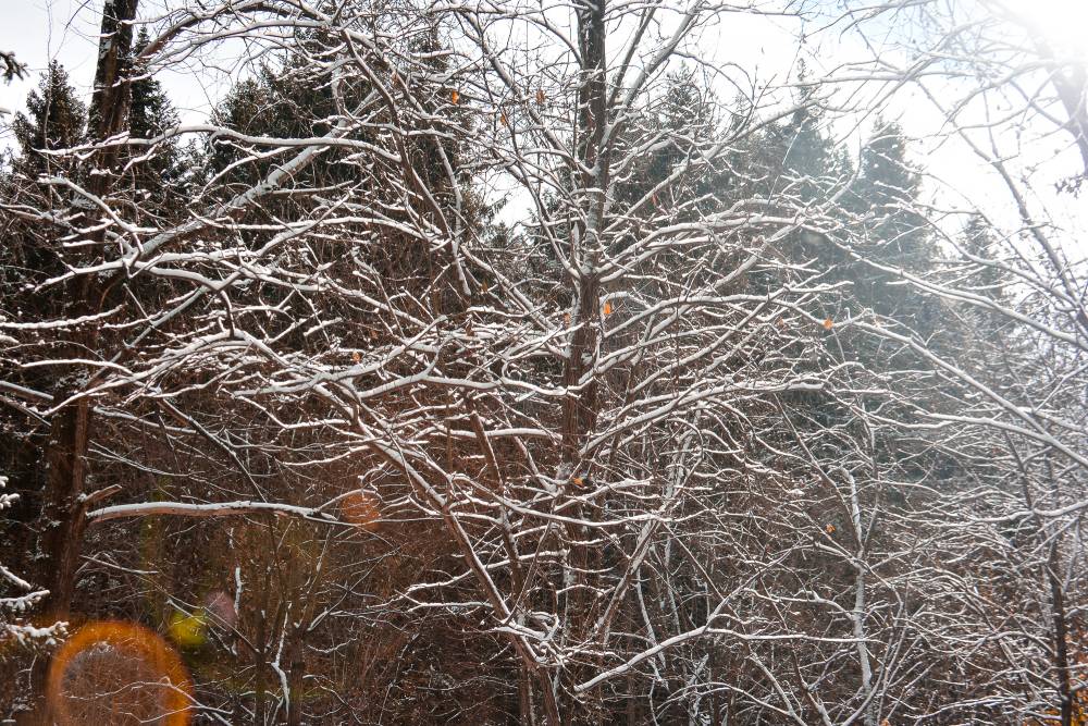 ​До -11 градусов: 8 ноября в Пермском крае ожидаются снегопады и похолодание