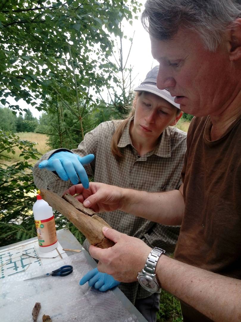 В Пермском крае во время раскопок обнаружили останки трогонтериевого слона