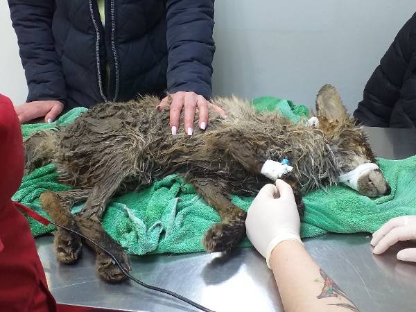 В Перми спасают лисенка, которого нашли на дороге