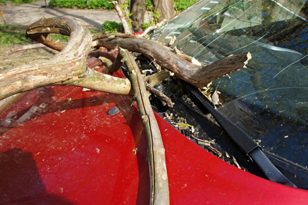 В Перми из-за сильного ветра дерево рухнуло на автомобили