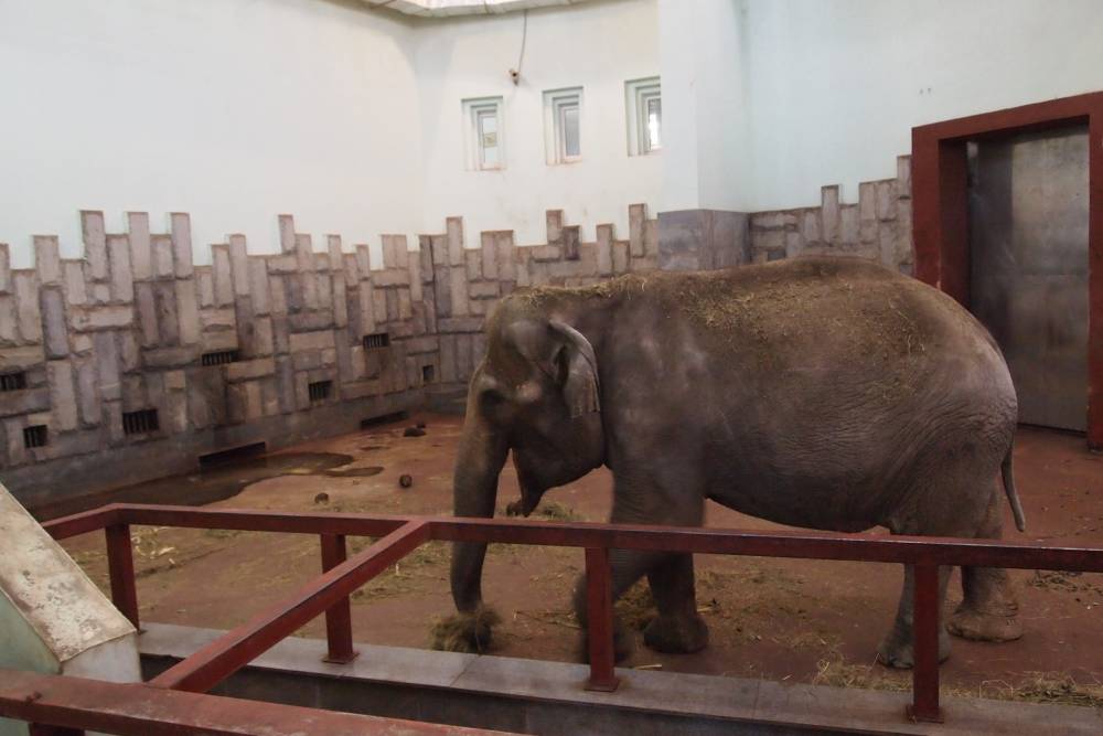 С пермским зоопарком согласовывают документацию по строительству слоновника