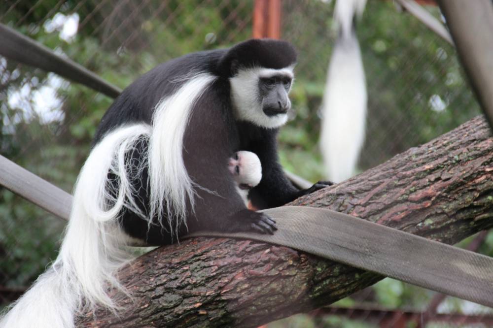 В Пермском зоопарке у приматов родились детеныши с ярким окрасом