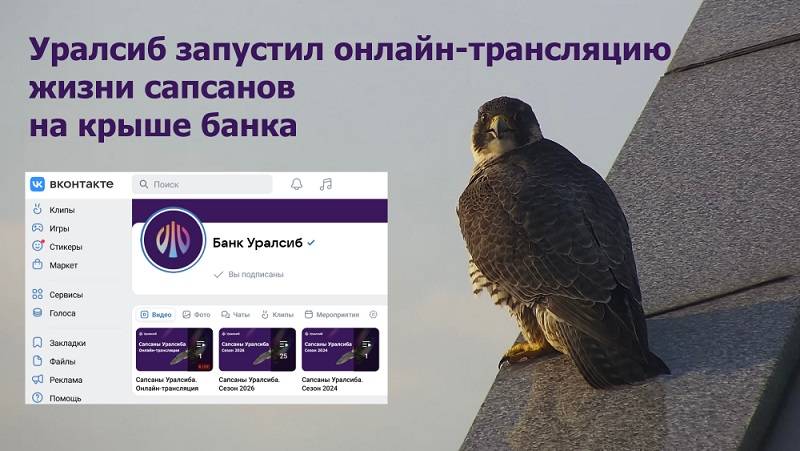​Уралсиб запустил онлайн-трансляцию жизни сапсанов на крыше банка