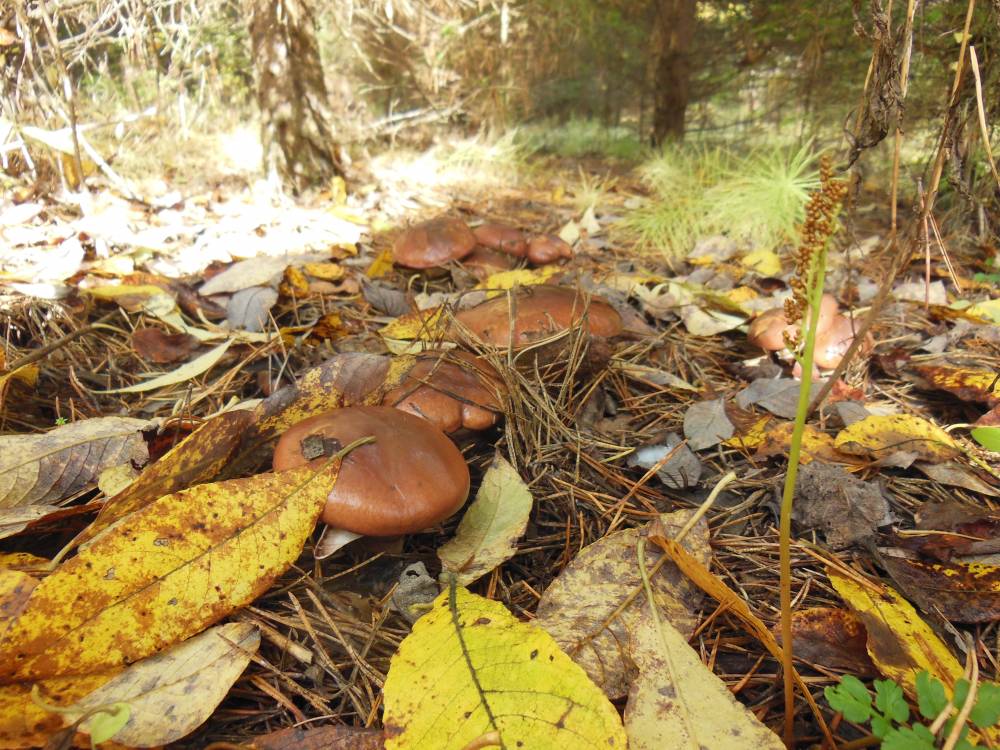 В пермском детском саду дети отравились грибами