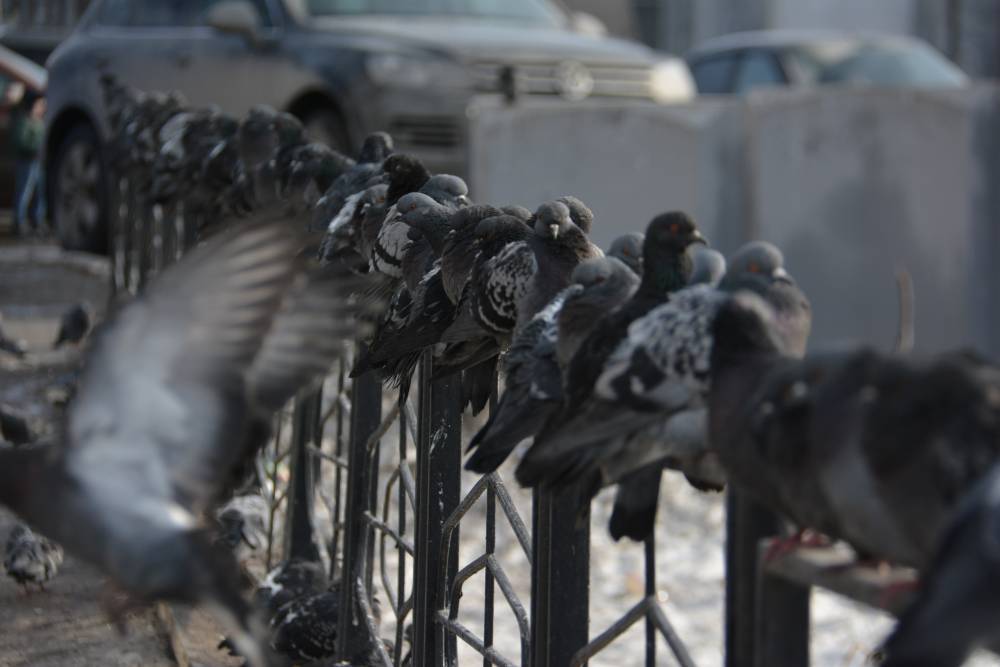 ​В Пермском крае ожидается ультраполярное вторжение 