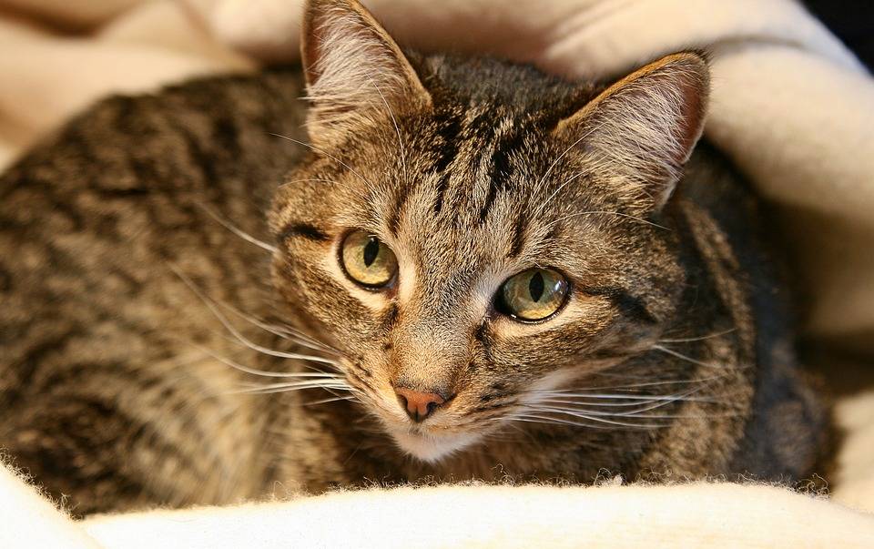 Новый год — новый кот: в Перми прошел благотворительный «Котофест»​ ​