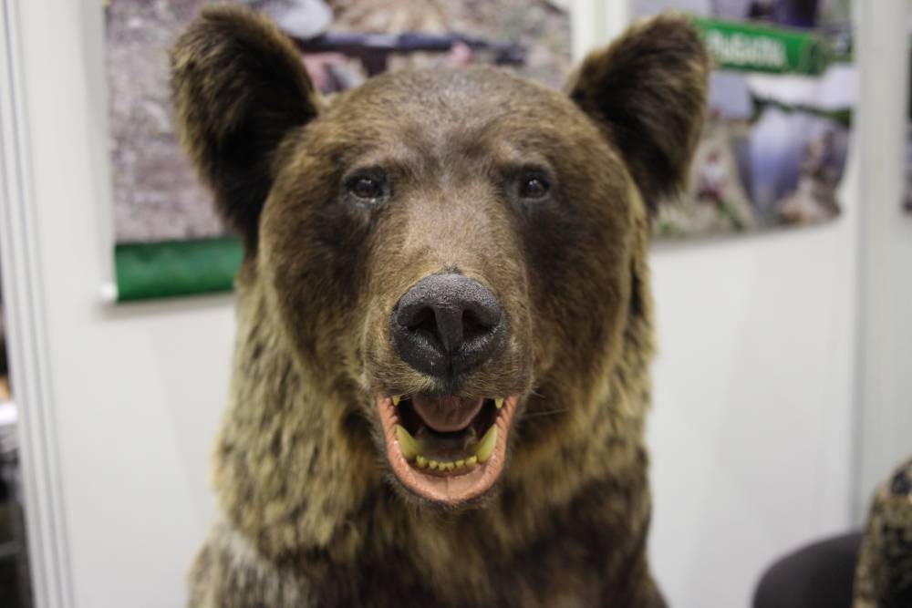 В Пермском крае резко выросла ​популяция медведей