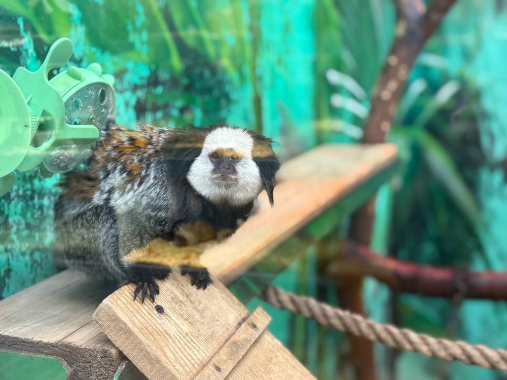 ​В зоопарке Перми открыли для посещения теплые павильоны