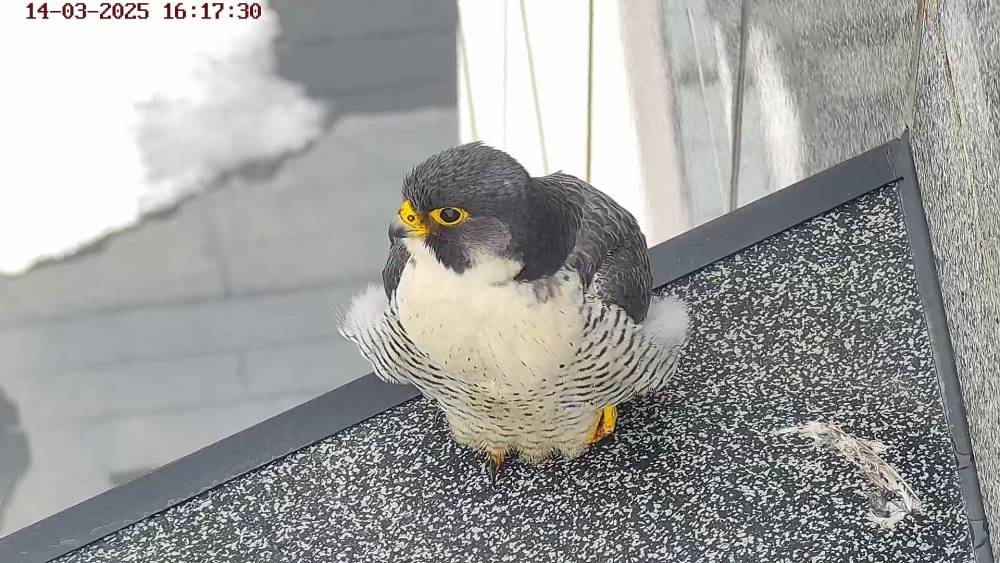 ​Сапсаны Уралсиба вернулись в Уфу и принесли весну