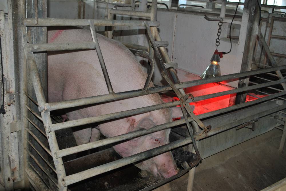 В части населенных пунктов Прикамья введен карантин из-за заражения свиней африканской чумой
