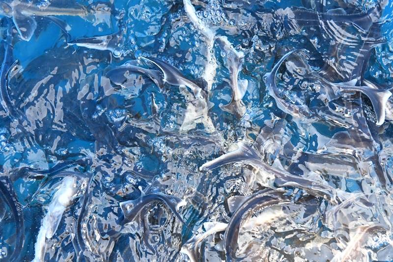 ​Нефтяники выпустят почти 90 тысяч мальков стерляди в водоемы Прикамья