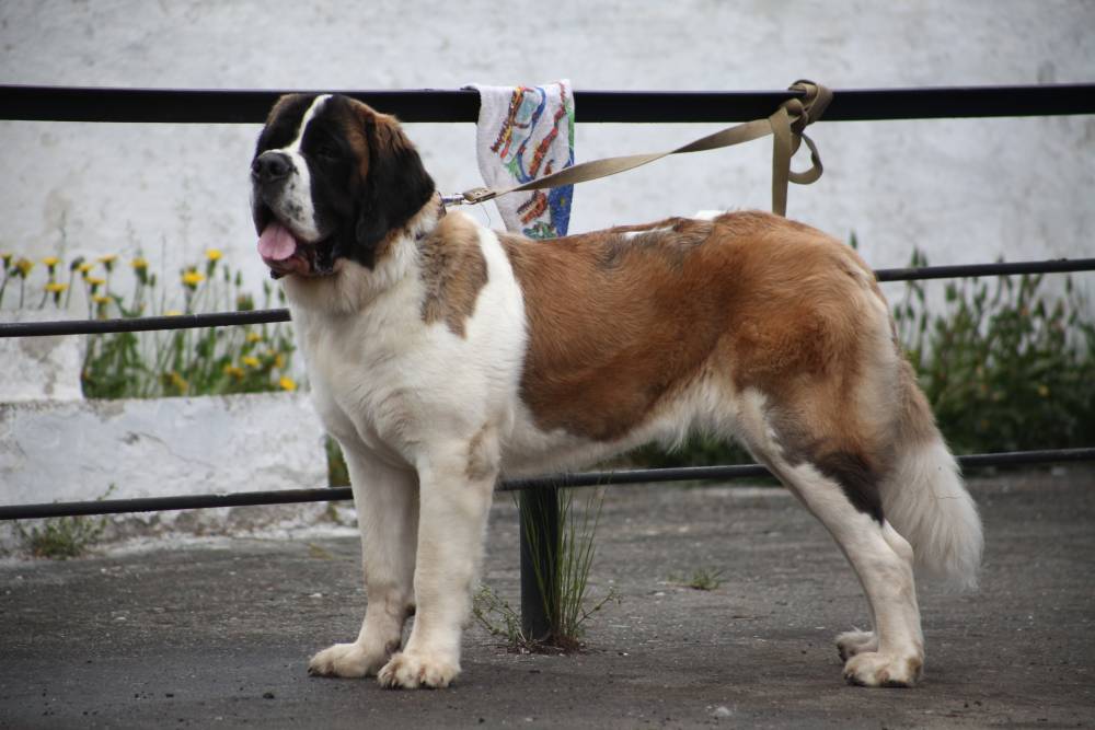В Прикамье ​Роспотребнадзор предупреждает владельцев собак об опасности заражения лептоспирозом