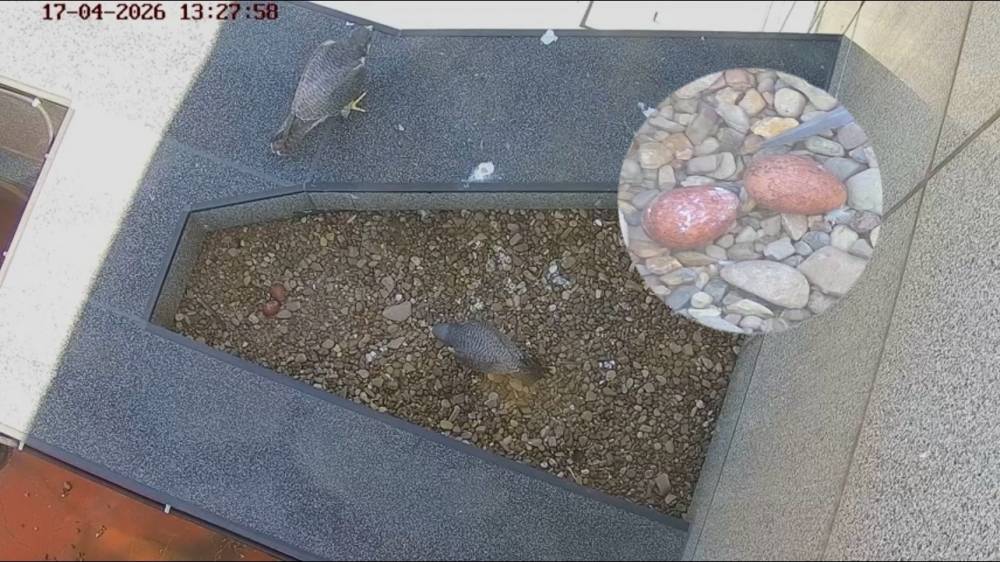 ​У сапсанов на крыше Уралсиба в Уфе в кладке появилось два яйца