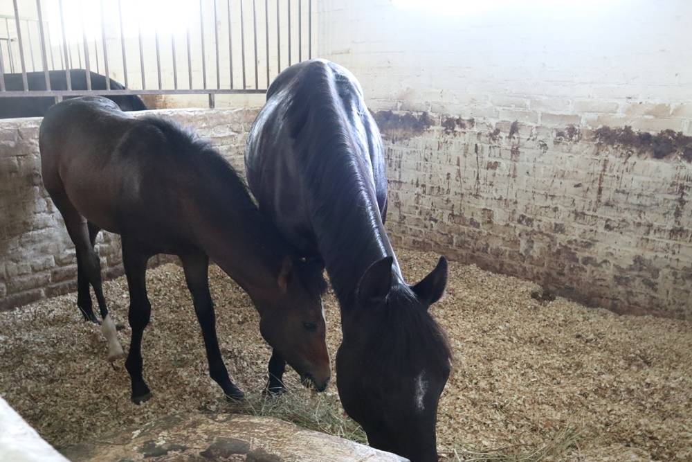 Держатся на скаку. Business Class побывал на конноспортивном комплексе в поселке Ферма