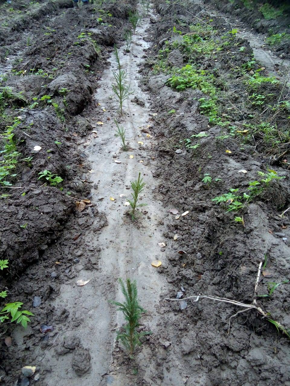 В год 20-летия «ЕвроХим» посадит 1,5 млн саженцев ели и сосны на землях Прикамья