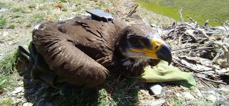 Добрая и неожиданная история про орлов