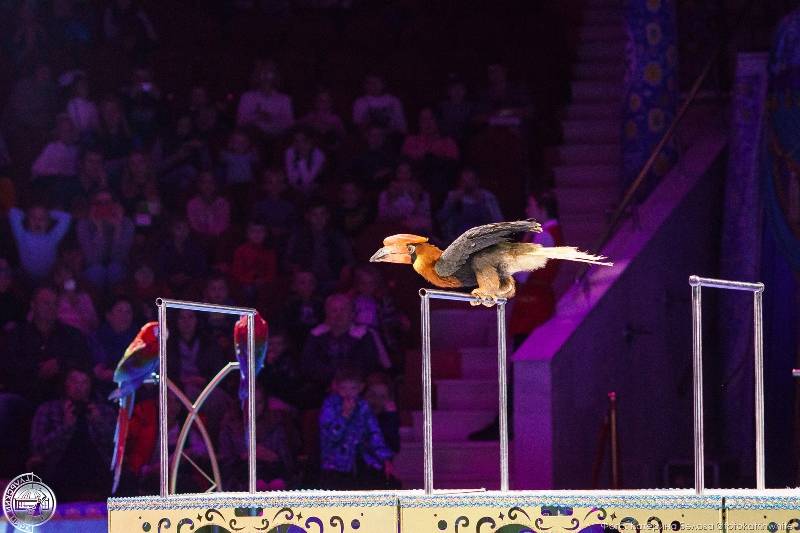 На премьере шоу Гии Эрадзе «Песчаная сказка» в Пермском цирке был аншлаг (0+)