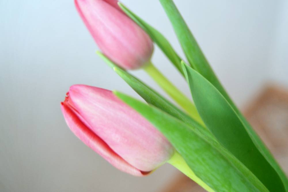 В пермском трамвае женщинам будут дарить цветы 