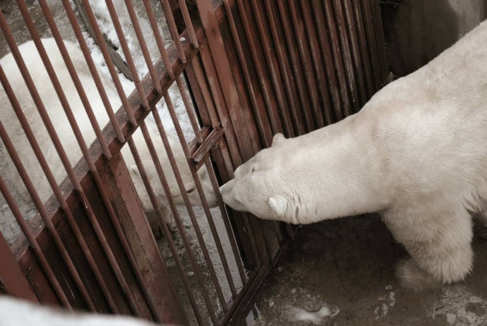 ​Имущество Пермского зоопарка перейдет из городской в региональную собственность