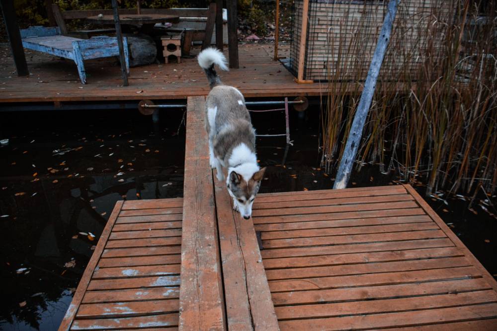 В Перми спасли собаку, угодившую в колодец и щенка, застрявшего под бетонной плитой