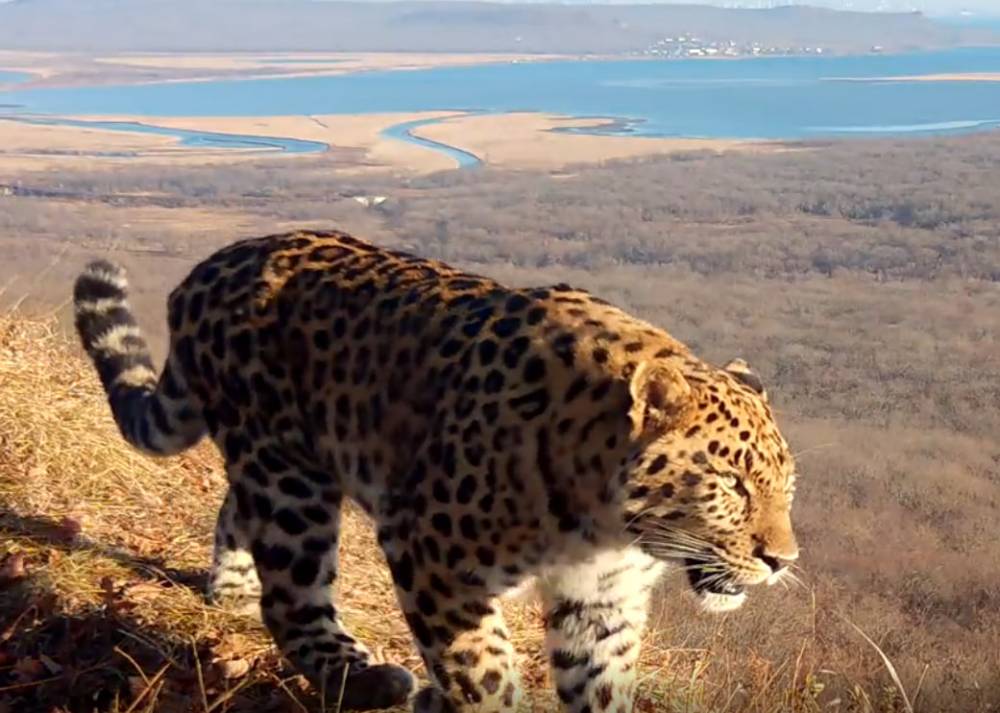 ​ВТБ выбирает имя для третьего котёнка дальневосточного леопарда