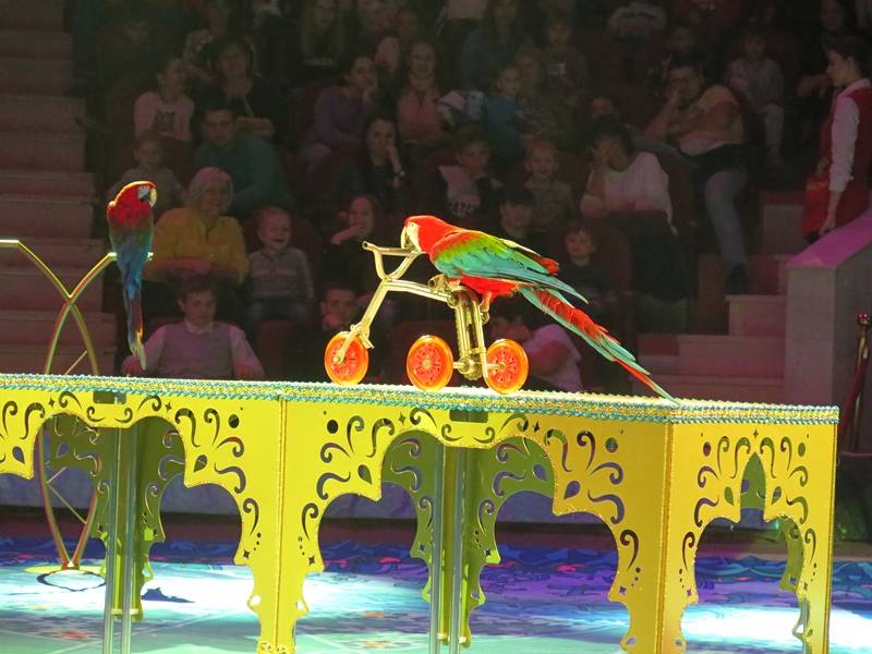 На премьере шоу Гии Эрадзе «Песчаная сказка» в Пермском цирке был аншлаг (0+)