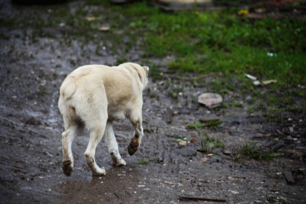 Пермячка требует компенсацию в размере 200 тысяч рублей за гибель собаки 