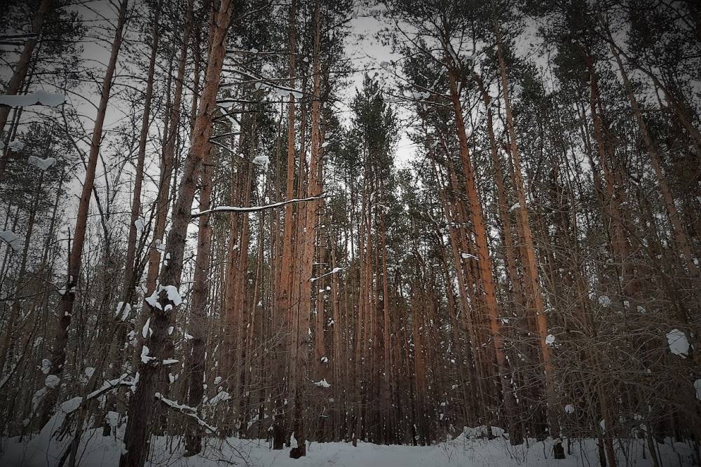 Ультраполярный антициклон сформирует погоду на неделе в Пермском крае