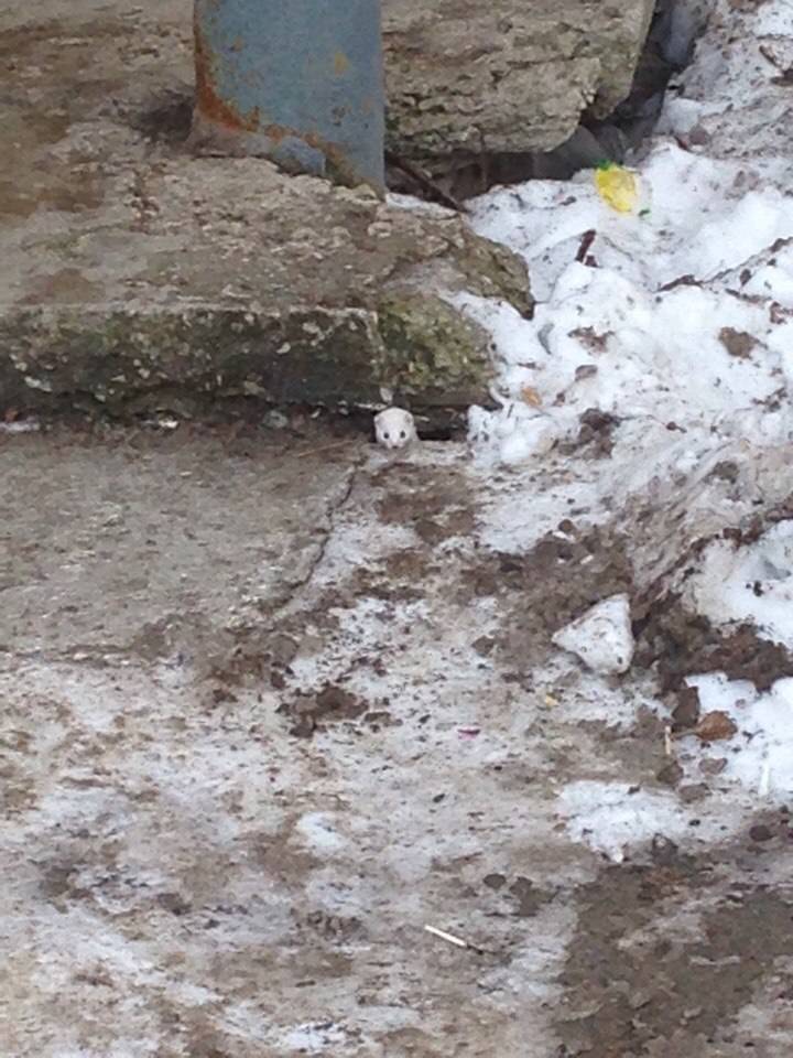 В Перми горожане заметили рядом с подъездом белую ласку