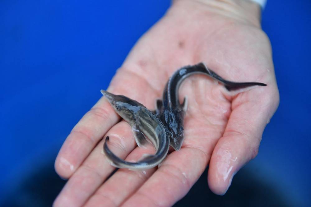 ​ЛУКОЙЛ продолжает восстанавливать популяцию рыбы в водоемах Прикамья 