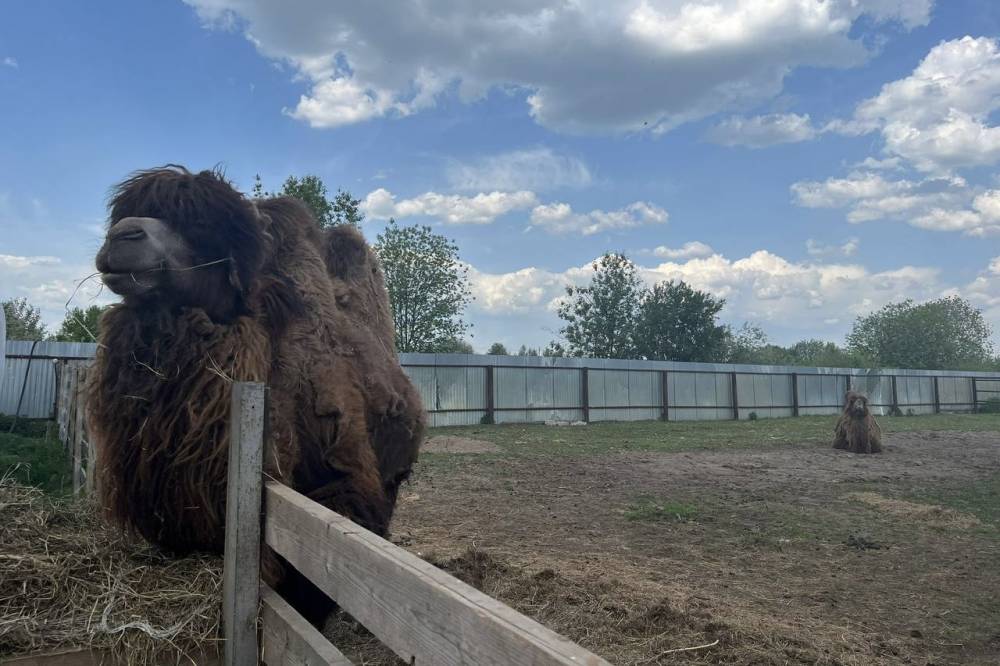 ​В Пермском крае за 100 тысяч рублей продается верблюд