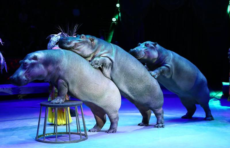 На премьере шоу Гии Эрадзе «Песчаная сказка» в Пермском цирке был аншлаг (0+)