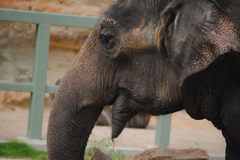 В новом пермском зоопарке появятся четыре слона