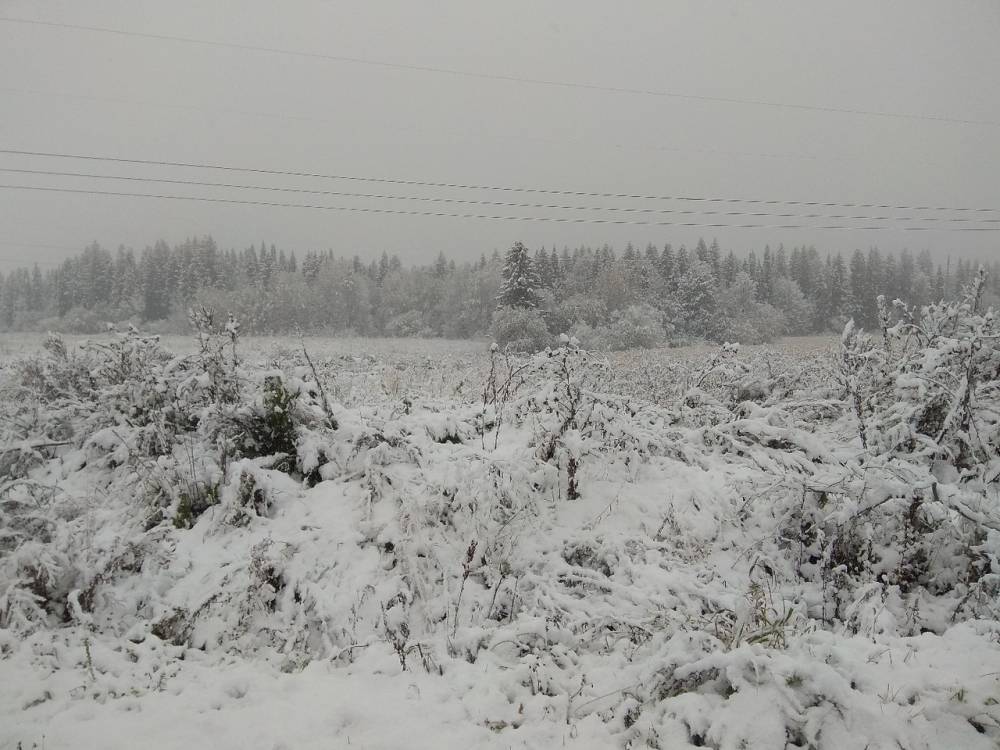 Жители Пермского края делятся фотографиями утреннего снегопада