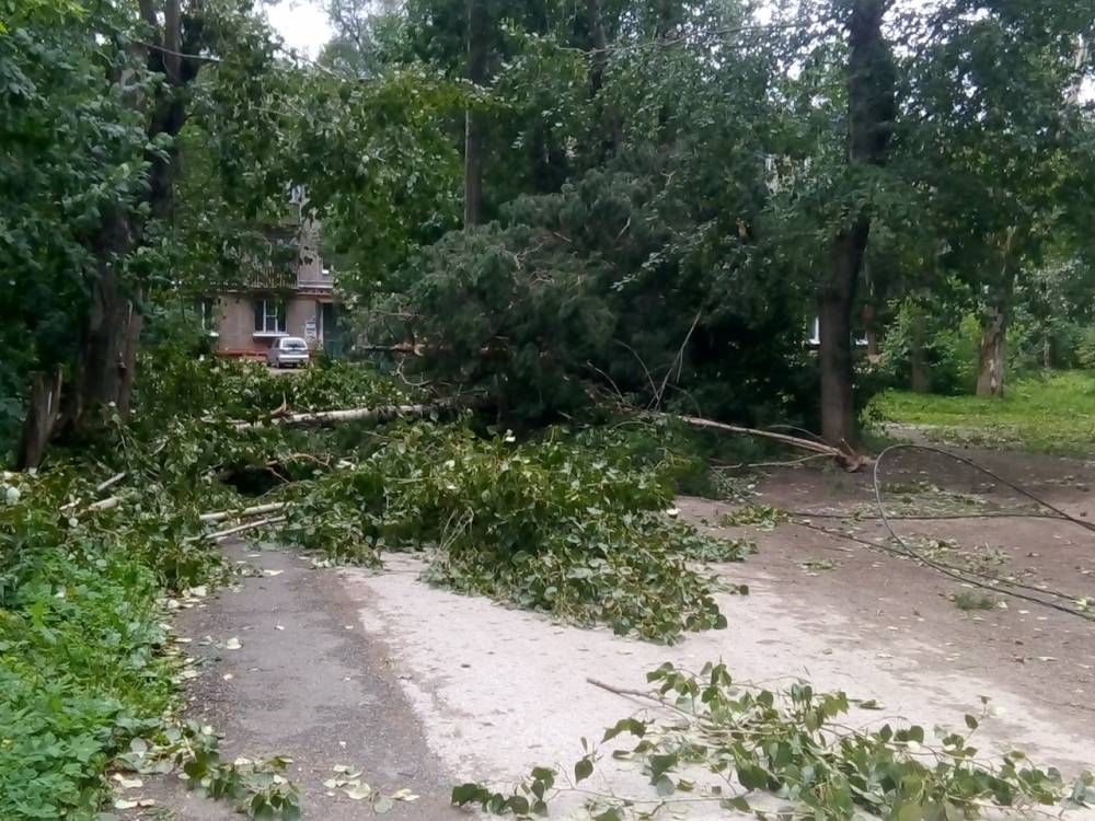 В Перми шквалистый ветер повалил деревья