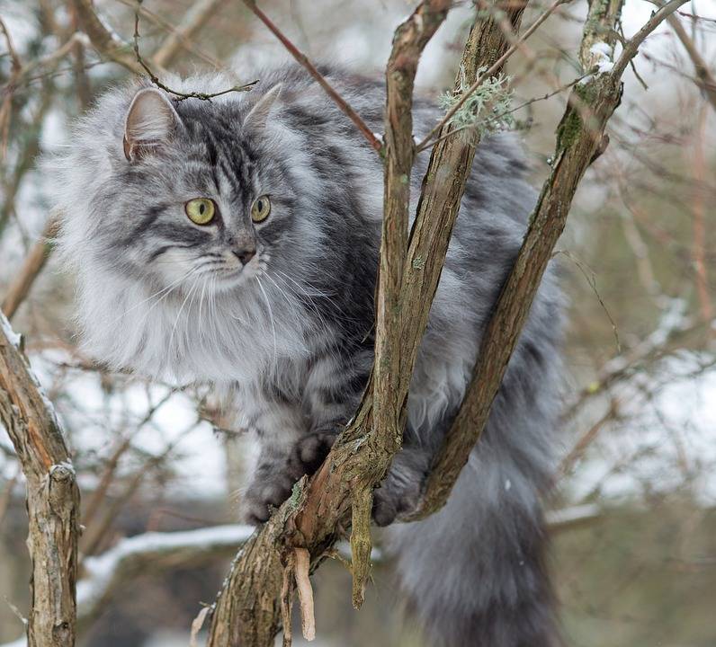 Цена на кошку на «Авито»​ в Перми достигает 50 тысяч рублей