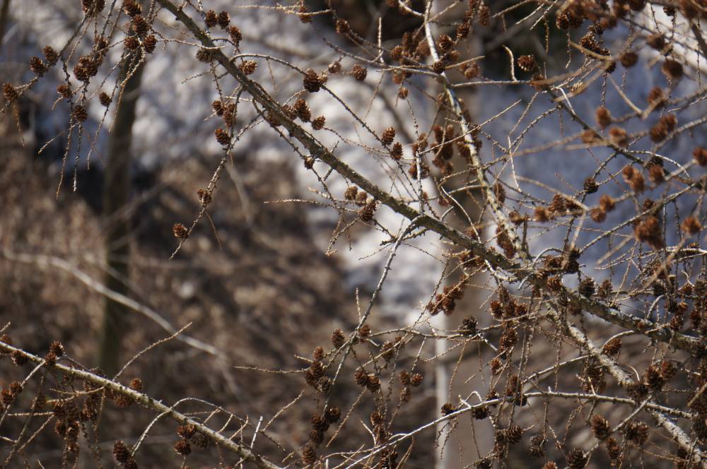 Выпадет мокрый снег: синоптики рассказали о погоде в выходные и в начале следующей недели 