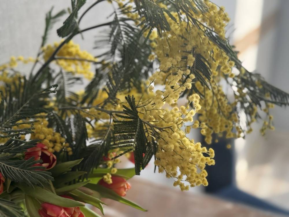 Пермские ветеринары предупредили об опасности цветов для домашних животных перед 8 Марта