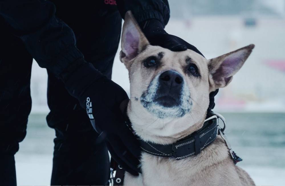 Игроки «Амкара» помогли бездомным собакам в поисках хозяев