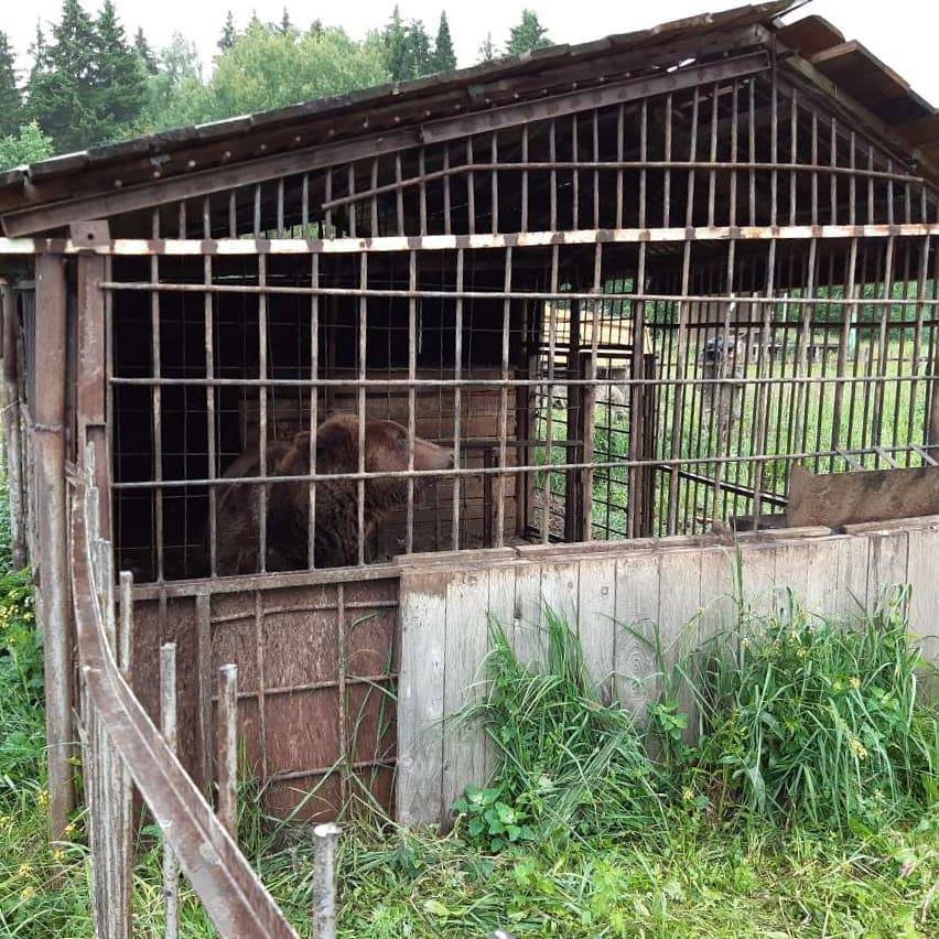 ​Жители Пермского края пожаловались на плохие условия содержания медведя в придорожном кафе