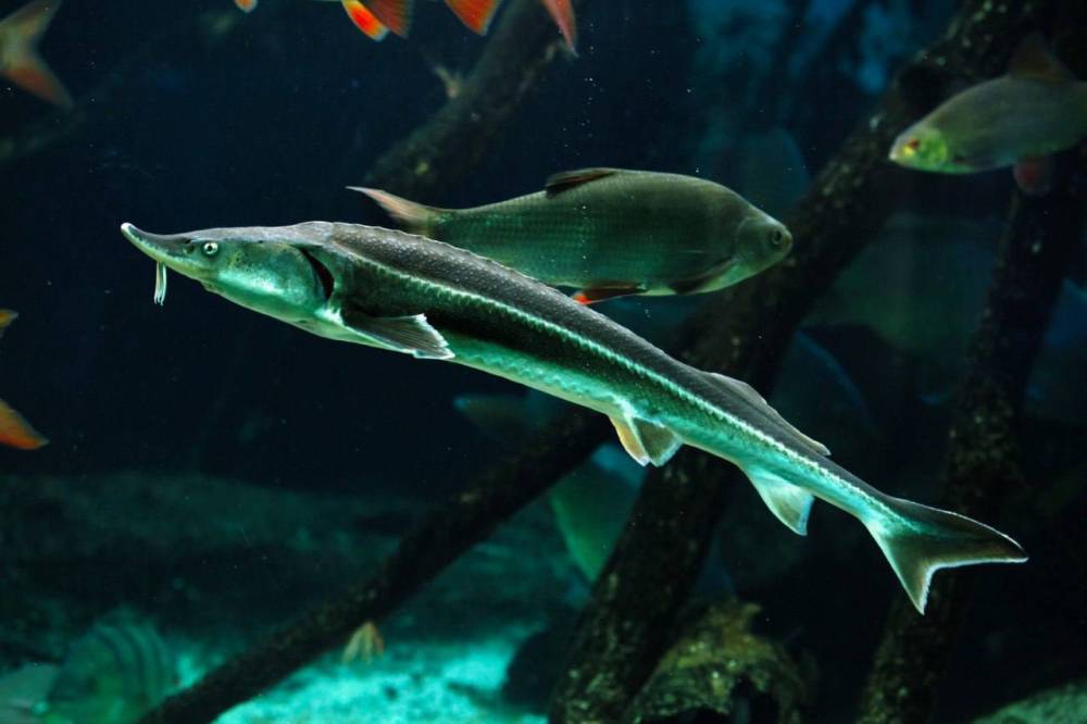 ​Экологи «Уралкалия» выпустили в Каму более 70 000 мальков стерляди