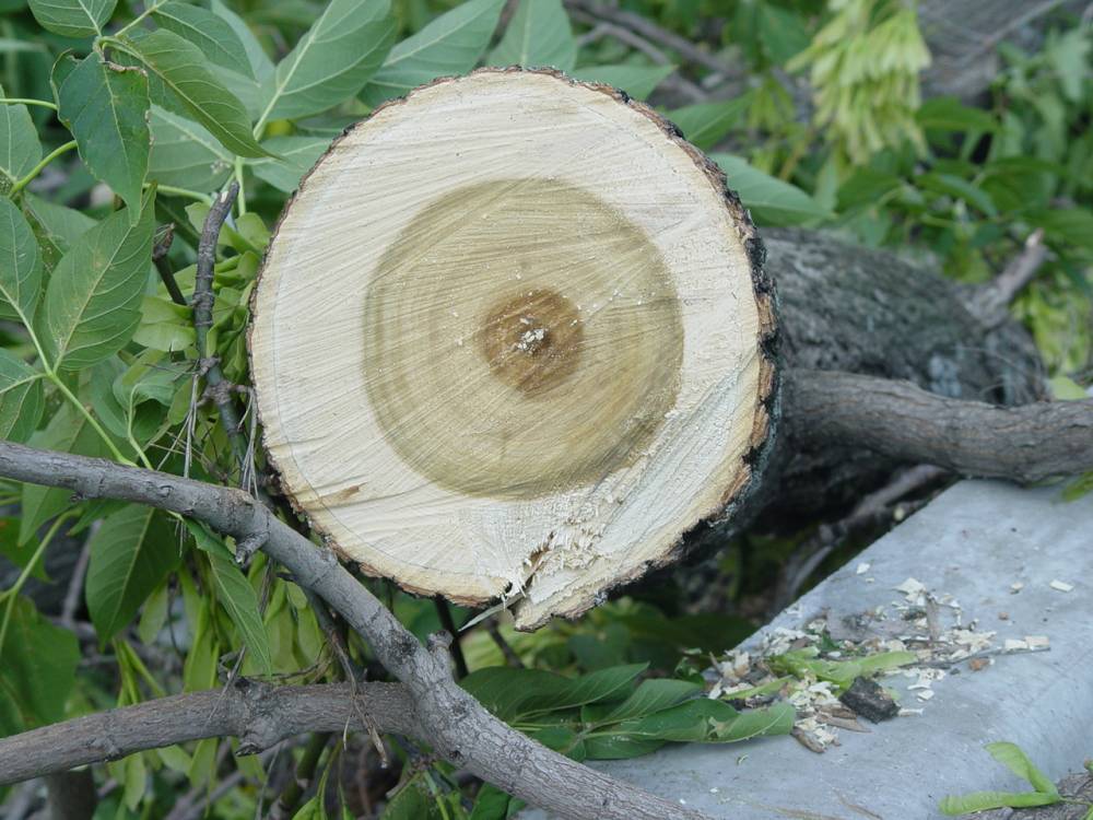 В центре Перми уберут 11 деревьев ради нового ограждения стадиона «Динамо»