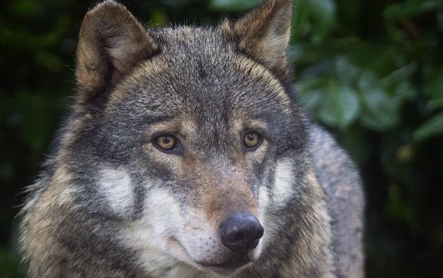 Жители Прикамья увидели волков во дворе собственного дома