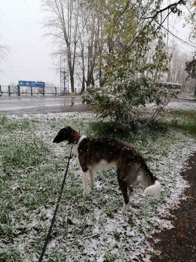 Жители Пермского края делятся фотографиями утреннего снегопада