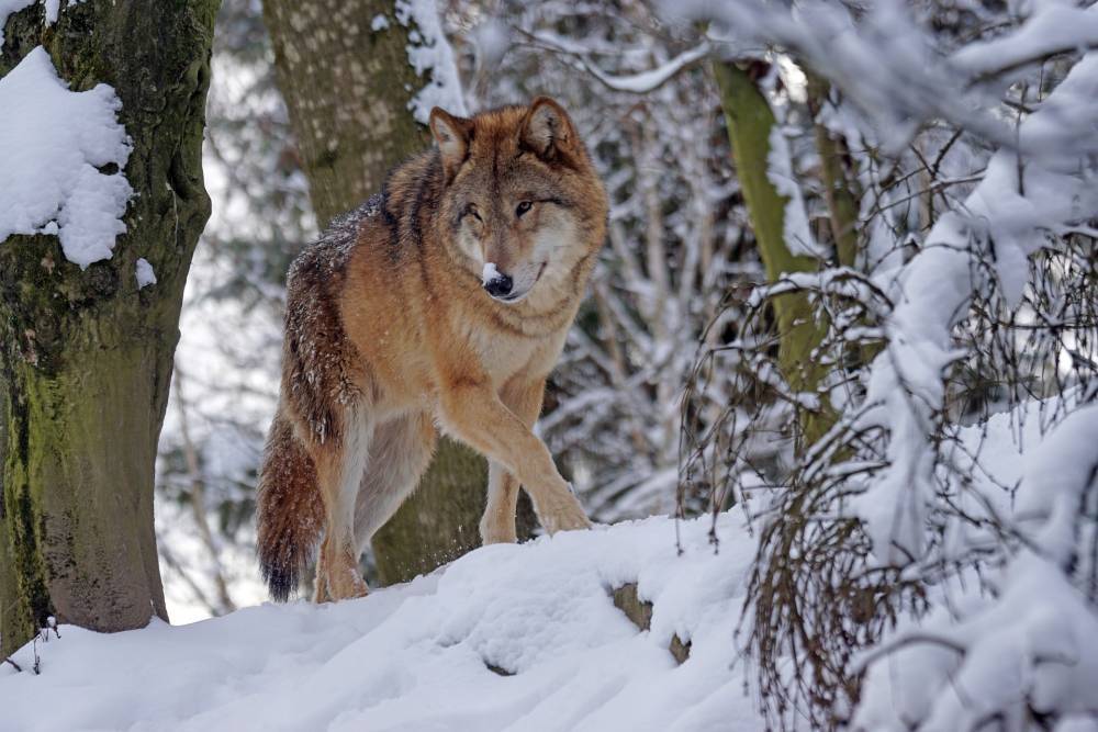 С начала года в Пермском крае охотники добыли 121 волка