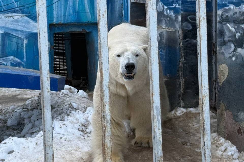 ​​Белых медведей перевезли в новый Пермский зоопарк 