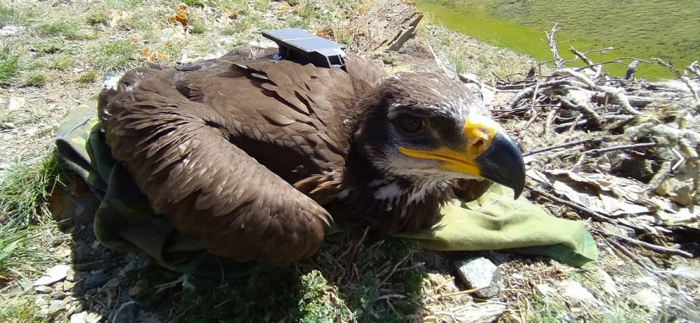 Добрая и неожиданная история про орлов